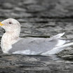 Glaucous-winged Gull